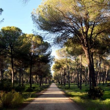 Suite En El Corazon De Donana เอลโรซิโอ ภายนอก รูปภาพ