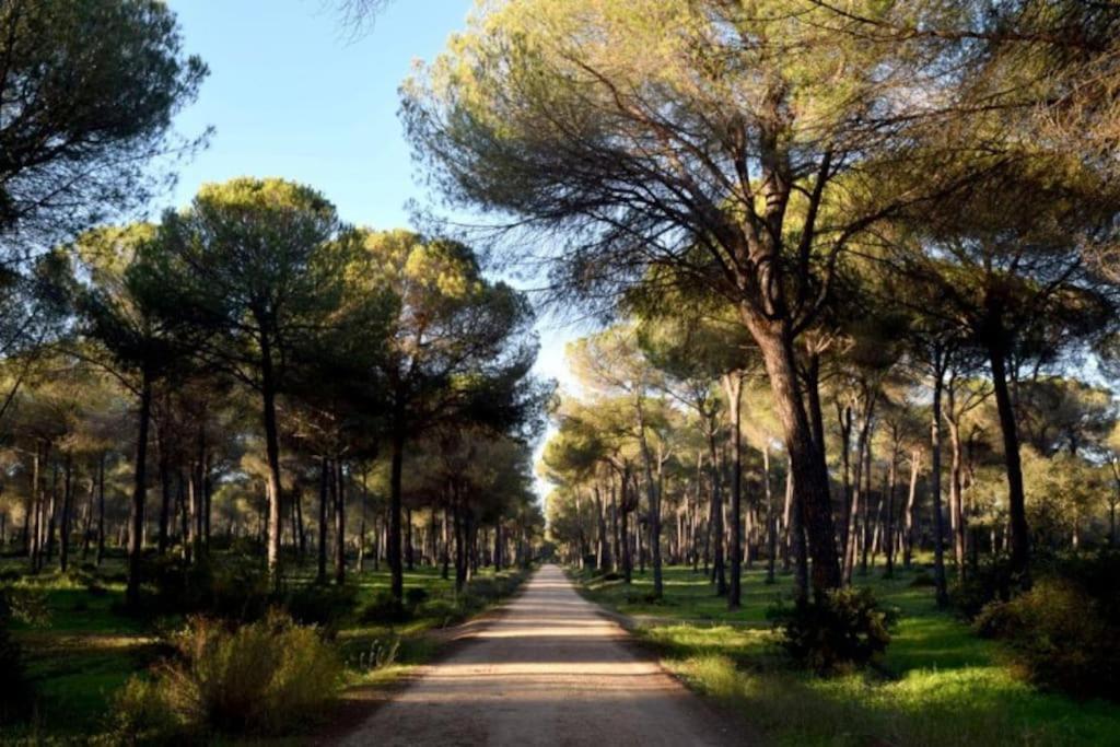 Suite En El Corazon De Donana เอลโรซิโอ ภายนอก รูปภาพ